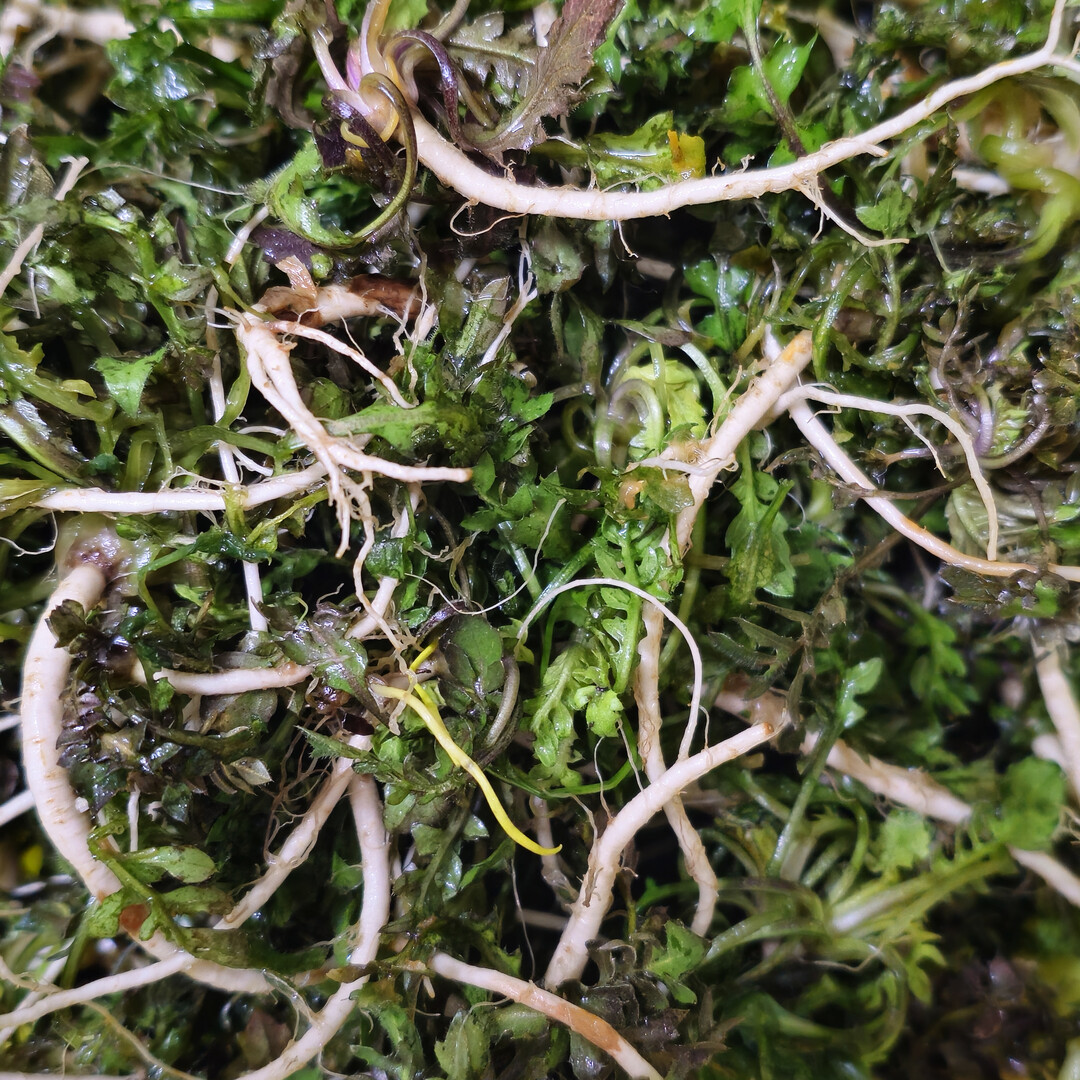 [必먹] 봄 식탁의 전령 냉이, 천년을 이어온 한국인의 건강 지혜